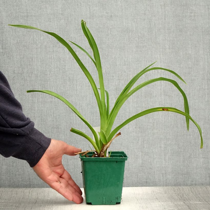 Esemplare di Hemerocallis Pandora's Box - Emerocallide Vaso da 1L/1,5L consegnato in estate