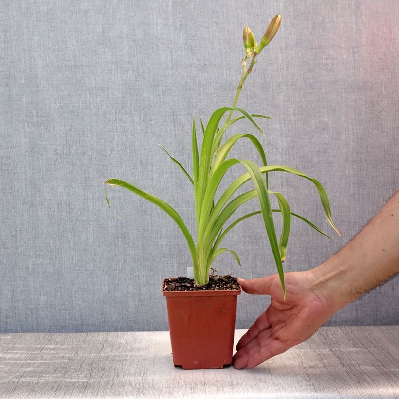 Esemplare di Hemerocallis Piano Man - Emerocallide Vaso da 1L/1,5L consegnato in estate