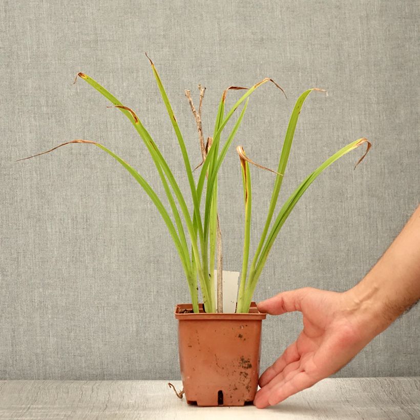 Esemplare di Hemerocallis Poogie - Emerocallide Vaso da 1L/1,5L consegnato in estate