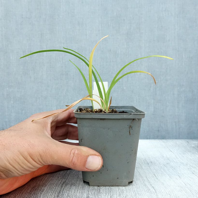 Esemplare di Hemerocallis Prairie Blue Eyes - Emerocallide Vasetto da 8/9 cm come consegnato in autunno