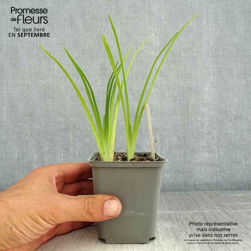 Esemplare di Hemerocallis Prairie Blue Eyes - Emerocallide Vaso da 1L/1,5L consegnato in estate