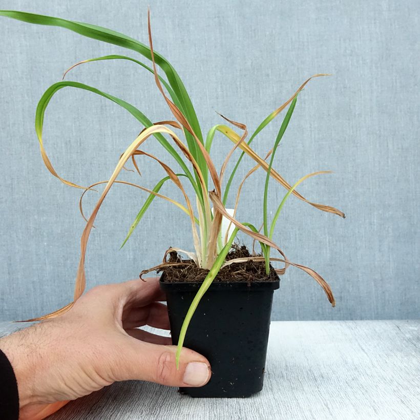 Esemplare di Hemerocallis Red Rum - Emerocallide Vasetto da 8/9 cm come consegnato in autunno