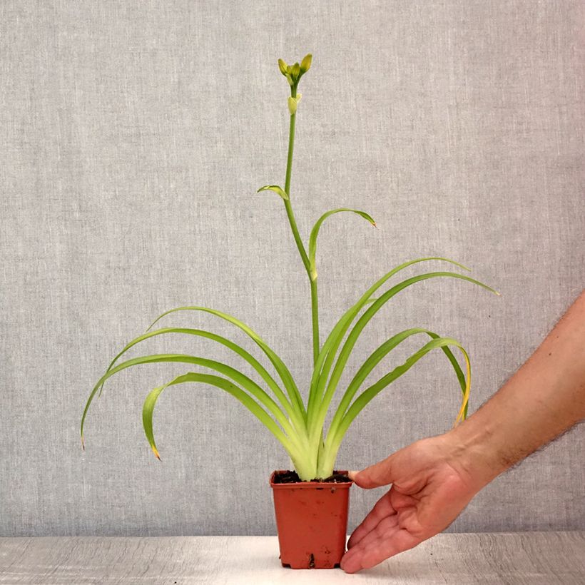 Esemplare di Hemerocallis Roswitha - Emerocallide Vasetto da 8/9 cm consegnato in estate