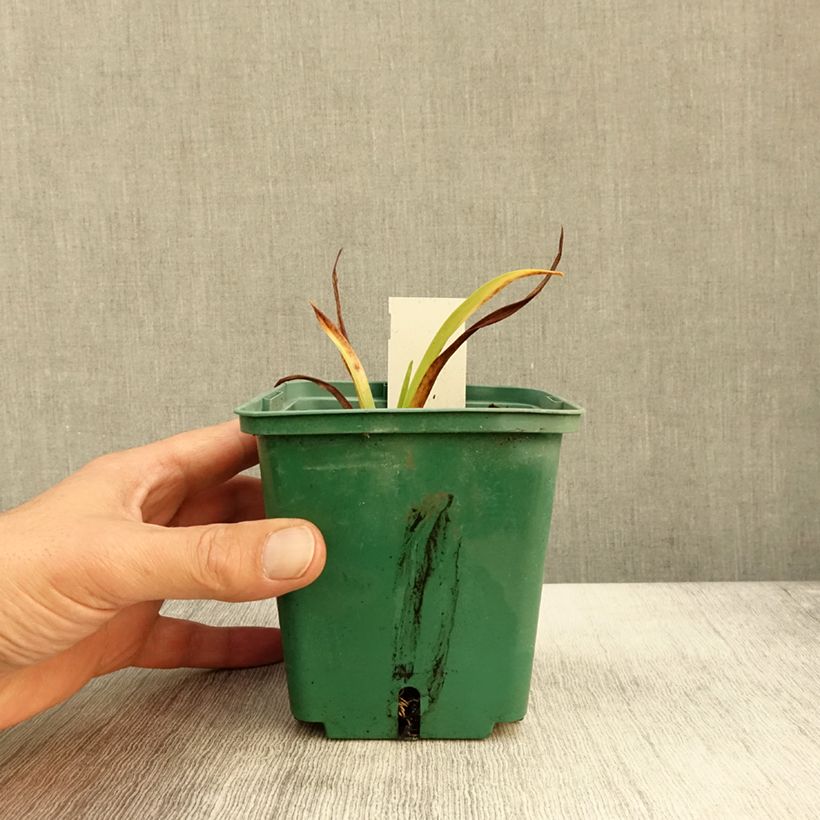 Esemplare di Hemerocallis Roswitha - Emerocallide Vaso da 1,5L/2L come consegnato in autunno