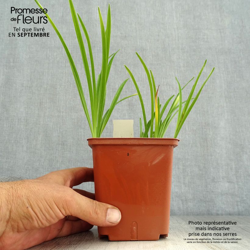 Esemplare di Hemerocallis Siloam Double Classic - Emerocallide Vaso da 1L/1,5L consegnato in estate