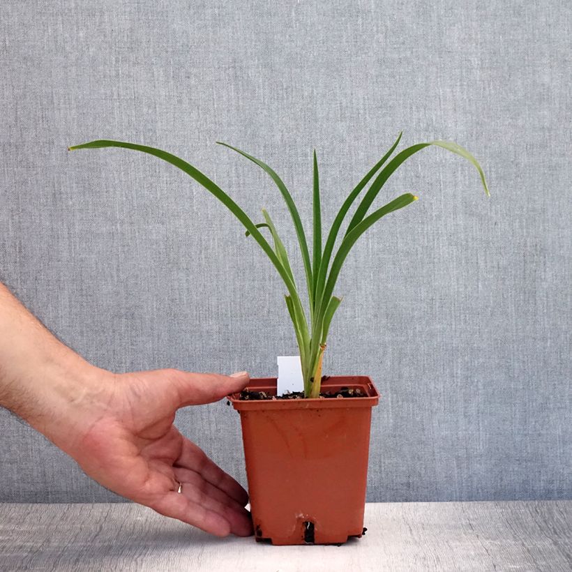 Esemplare di Hemerocallis Snowy Eyes - Emerocallide Vaso da 1L/1,5L consegnato in estate