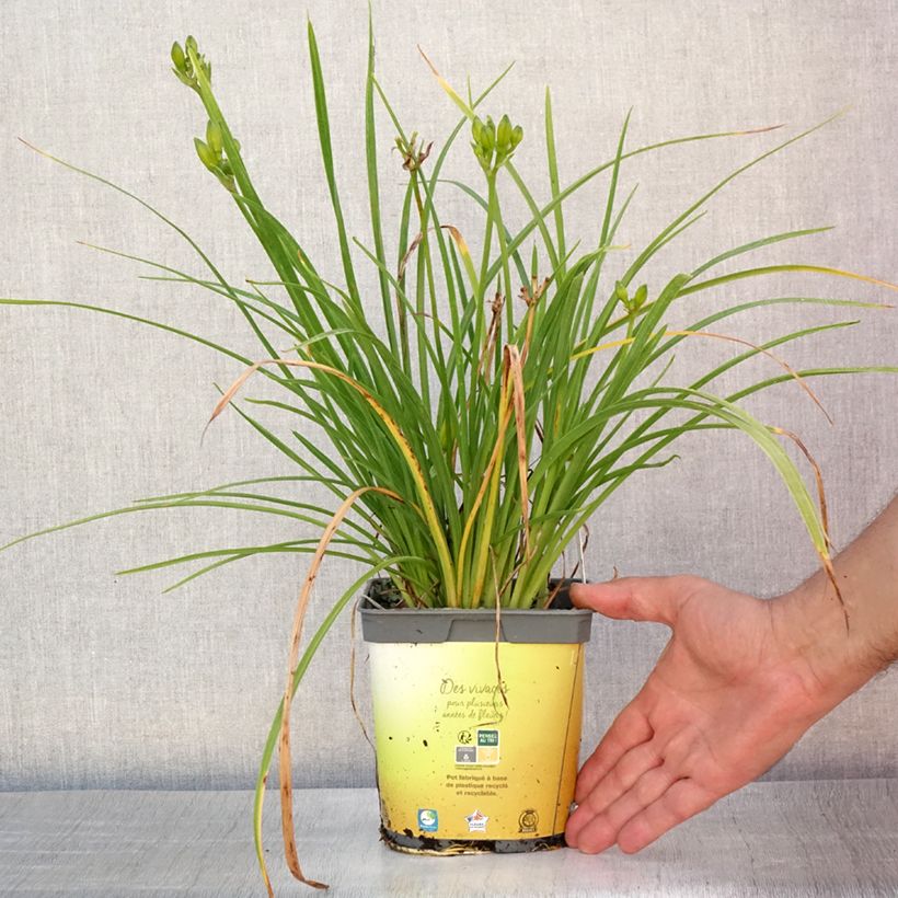 Esemplare di Hemerocallis Stella de Oro - Emerocallide Vaso da 2L/3L consegnato in estate