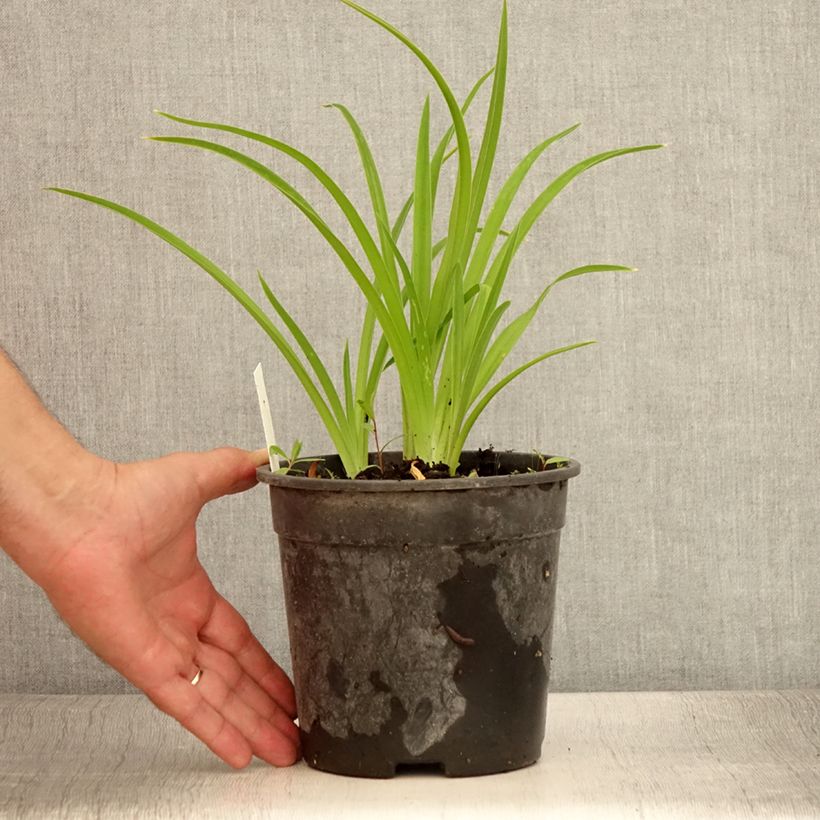 Esemplare di Hemerocallis Strawberry Candy - Emerocallide Vaso da 2L/3L consegnato in estate