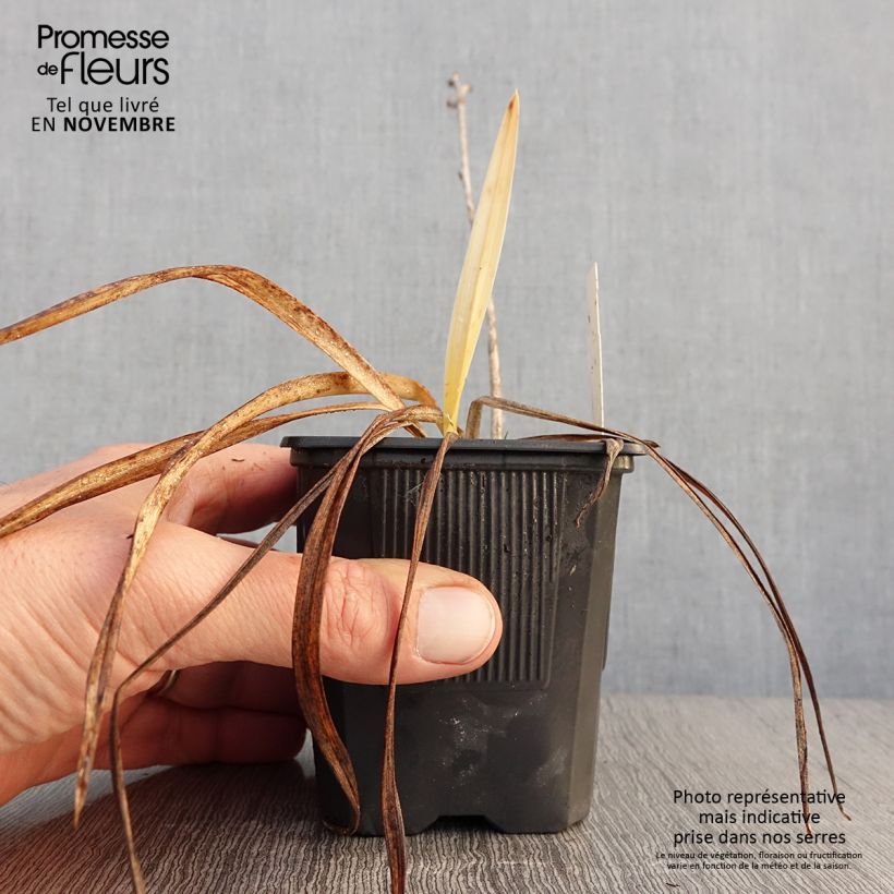 Esemplare di Hemerocallis Sugar Candy - Emerocallide Vasetto da 8/9 cm come consegnato in autunno