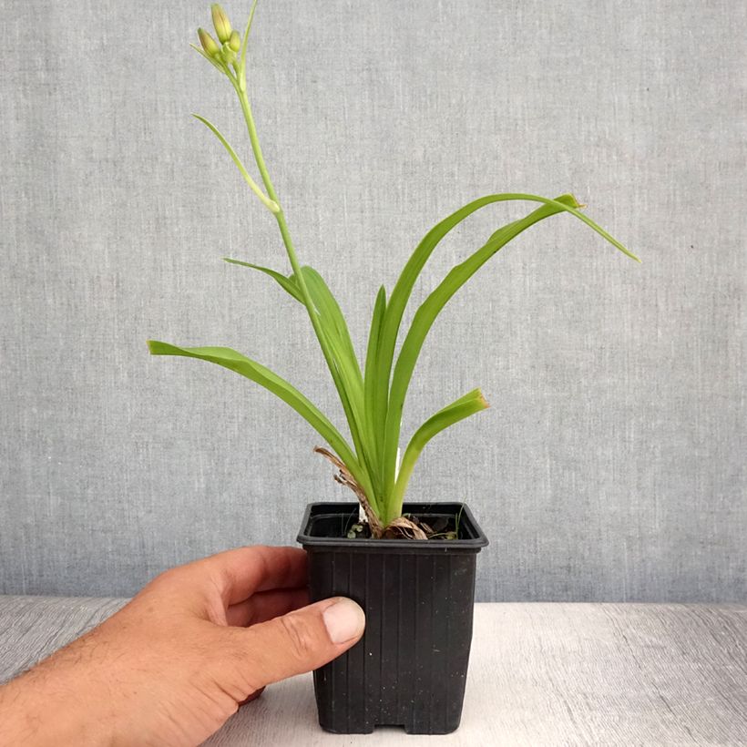 Esemplare di Hemerocallis Sugar Candy - Emerocallide Vasetto da 8/9 cm consegnato in estate