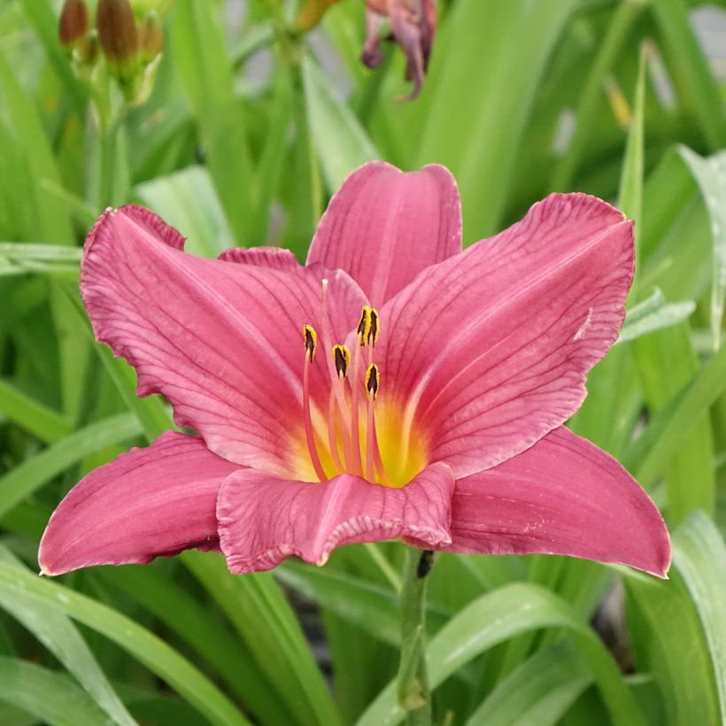 Hemerocallis Summer Wine - Emerocallide (Fioritura)