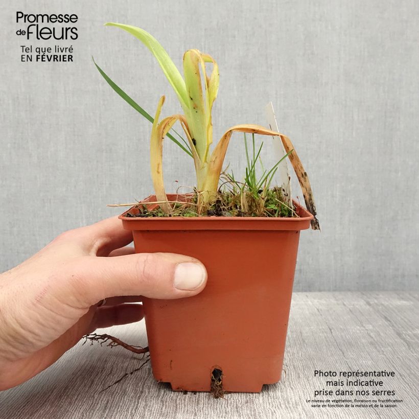 Hemerocallis Veins of Truth - Emerocallide Vaso da 1L/1,5L esemplare consegnato in inverno