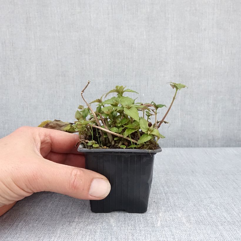 Hemiboea subcapitata Vasetto da 8/9 cm esemplare consegnato in primavera
