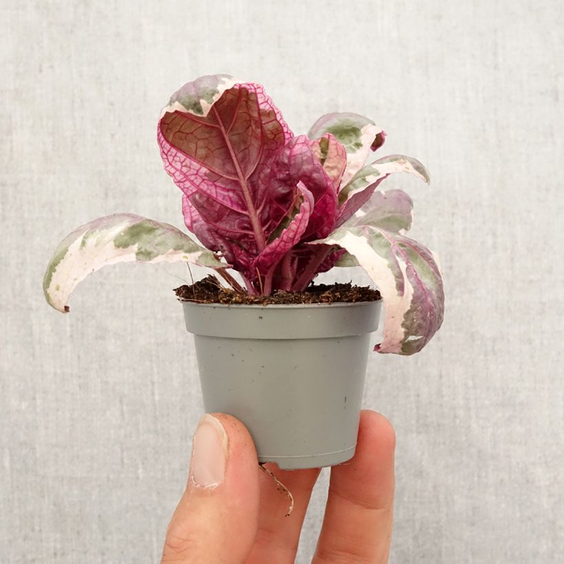 Hemigraphis Snow White - Motte 5 cm x 7 cm esemplare consegnato in primavera