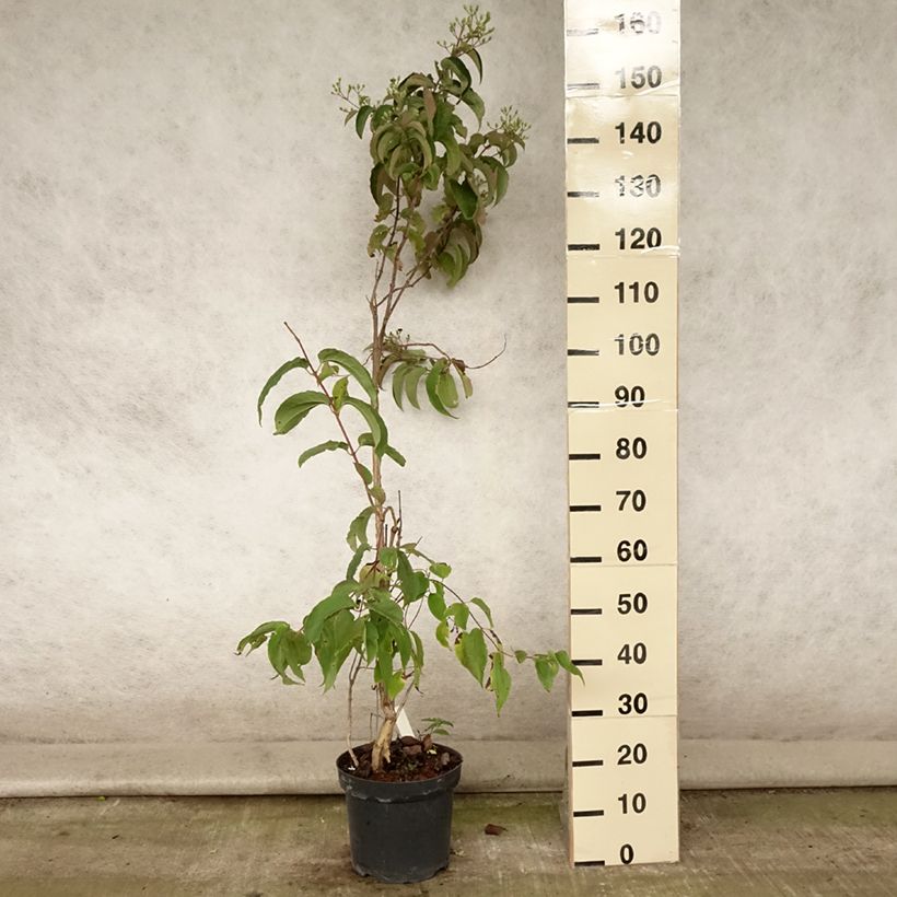 Esemplare di Heptacodium miconioides Vaso da 7,5L/10L consegnato in estate