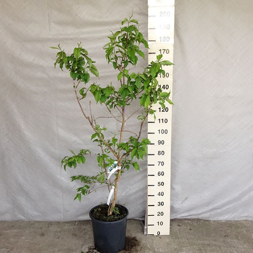 Heptacodium miconioides Vaso da 20L/25L esemplare consegnato in primavera