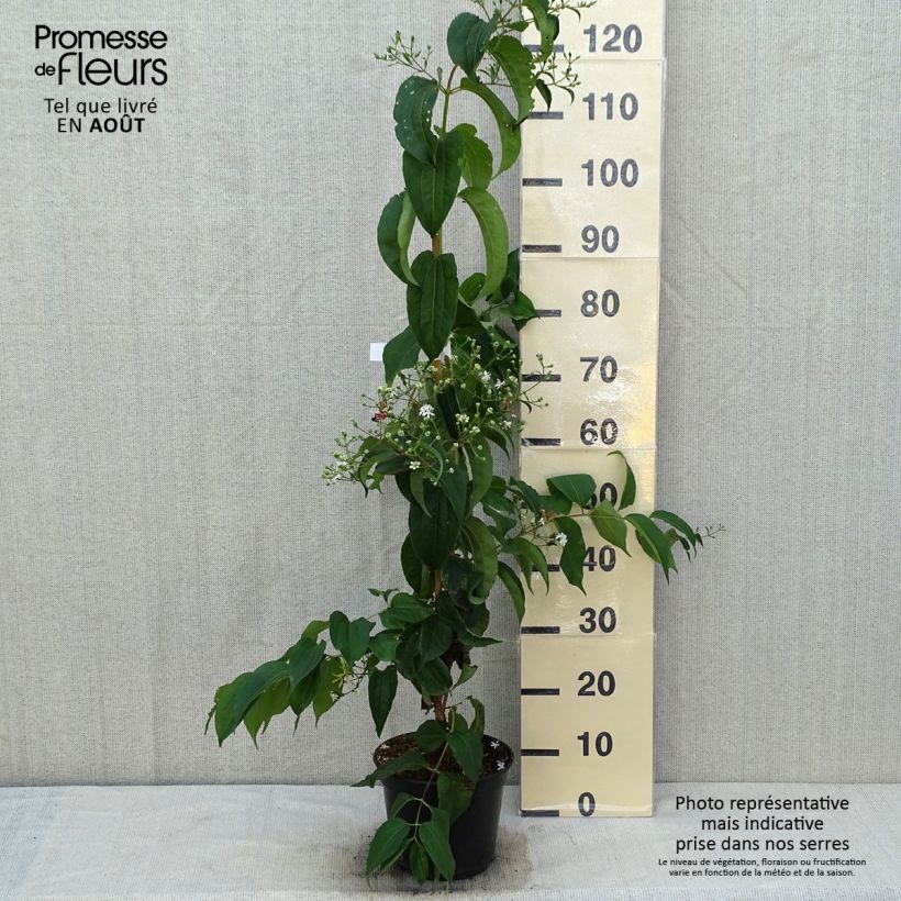 Esemplare di Heptacodium miconioides Temple of Bloom Vaso da 3L/4L consegnato in estate