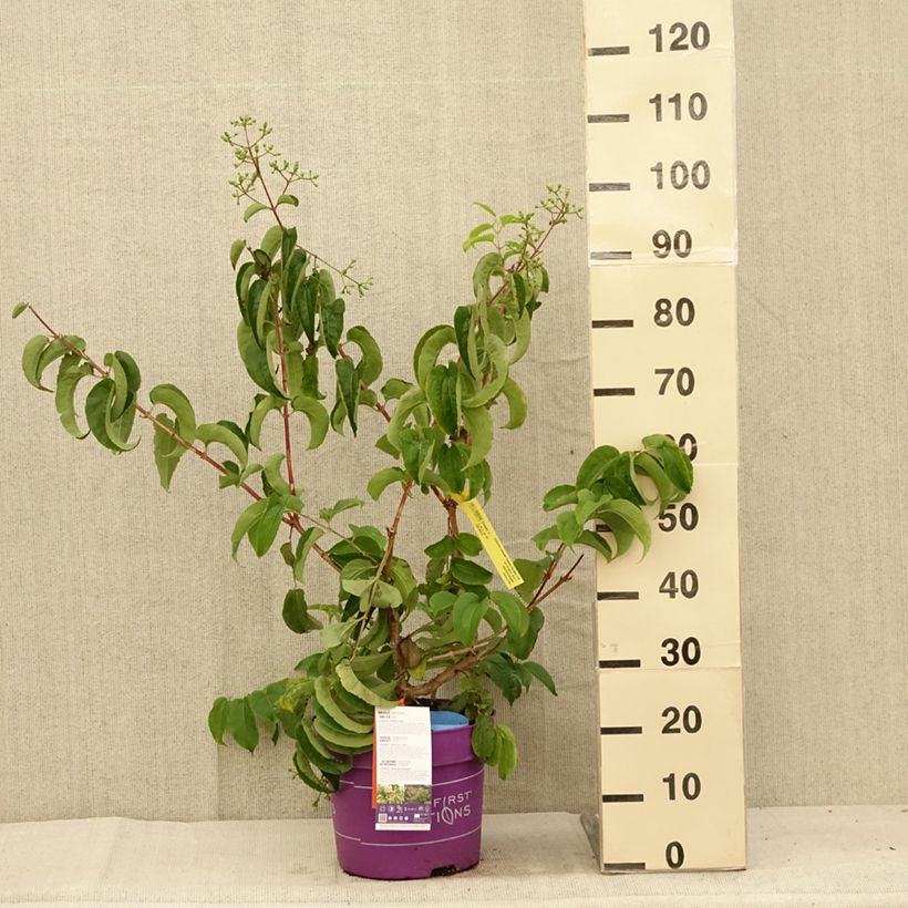 Esemplare di Heptacodium miconioides Tianshan Vaso da 7,5L/10L consegnato in estate