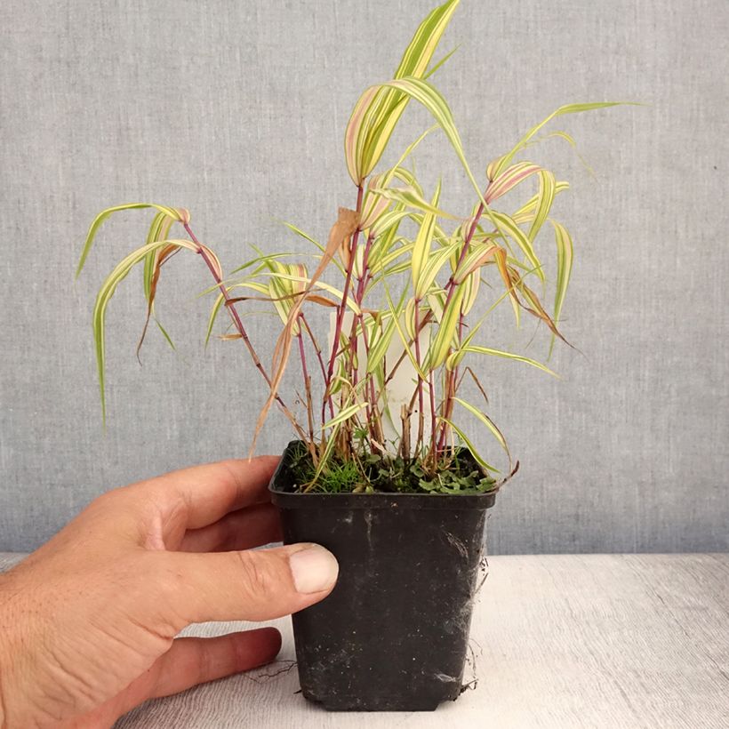 Esemplare di Hakonechloa macra Naomi - Erba della foresta giapponese Vasetto da 8/9 cm consegnato in estate