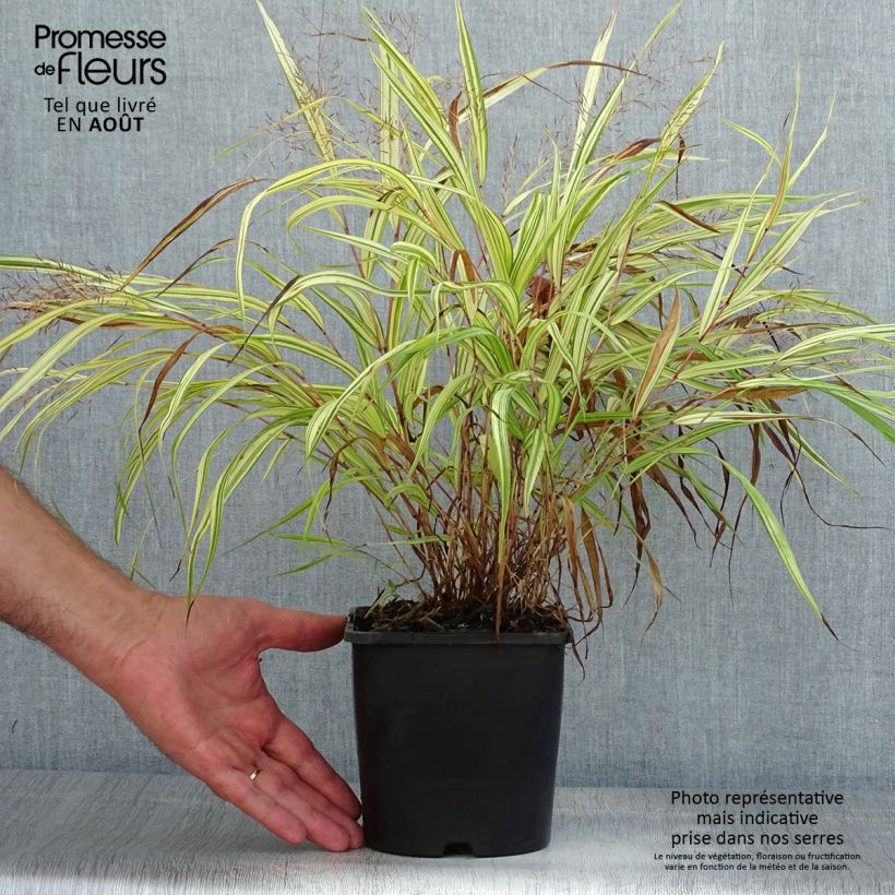 Esemplare di Hakonechloa macra Naomi - Erba della foresta giapponese Vaso da 2L/3L consegnato in estate