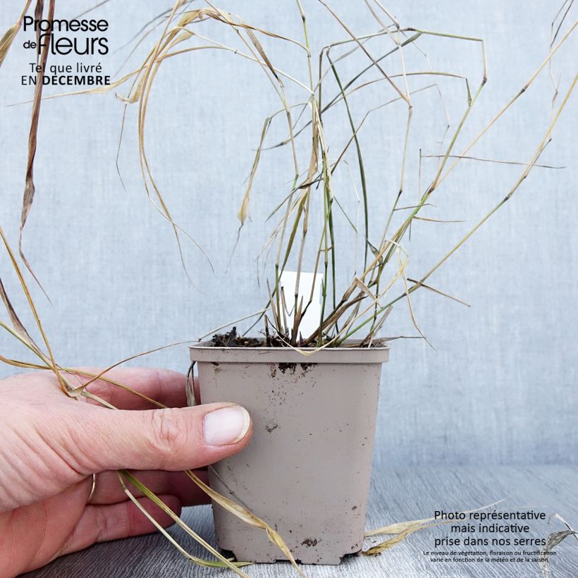 Esemplare di Hakonechloa macra Nicolas - Erba della foresta giapponese Vasetto da 8/9 cm come consegnato in autunno