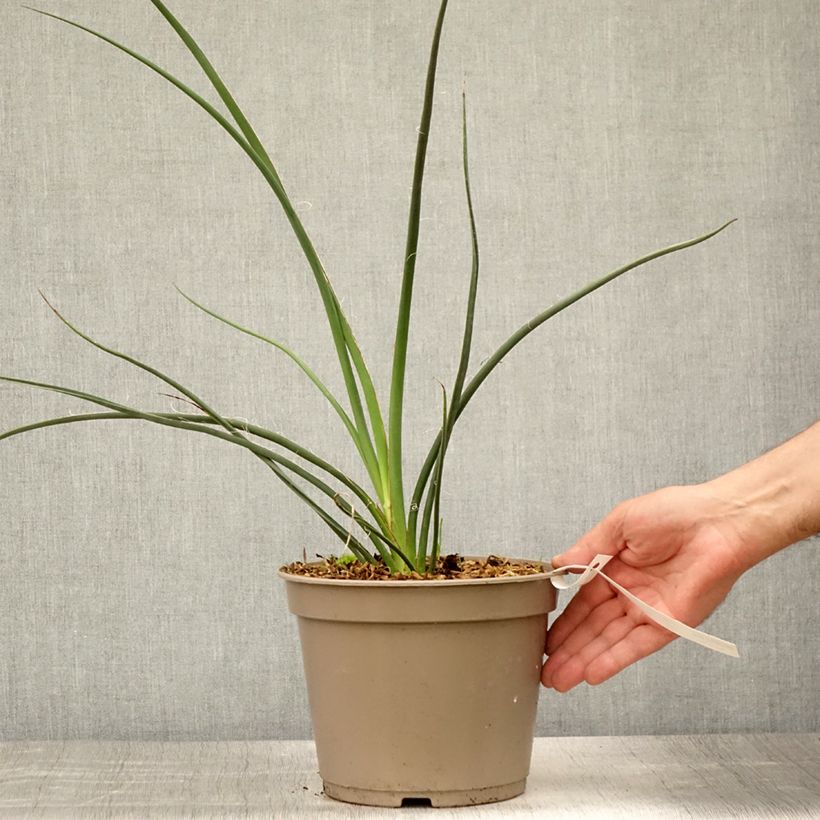 Esemplare di Hesperaloe parviflora Rubra - Yucca rossa Vaso da 2L/3L consegnato in estate