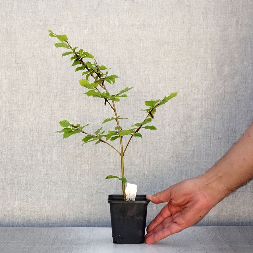 Esemplare di Fagus sylvatica - Faggio Vasetto da 8/9 cm consegnato in estate