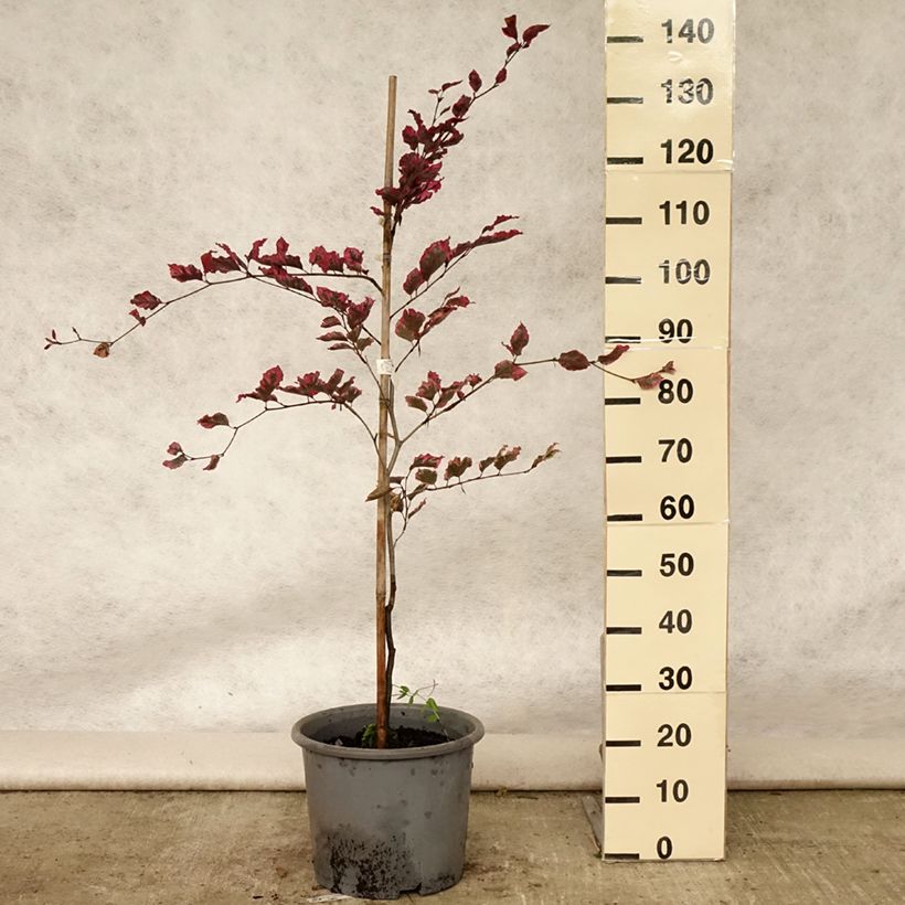 Esemplare di Fagus sylvatica Purpurea Tricolor - Faggio tricolore Vaso da 6L/7L consegnato in estate