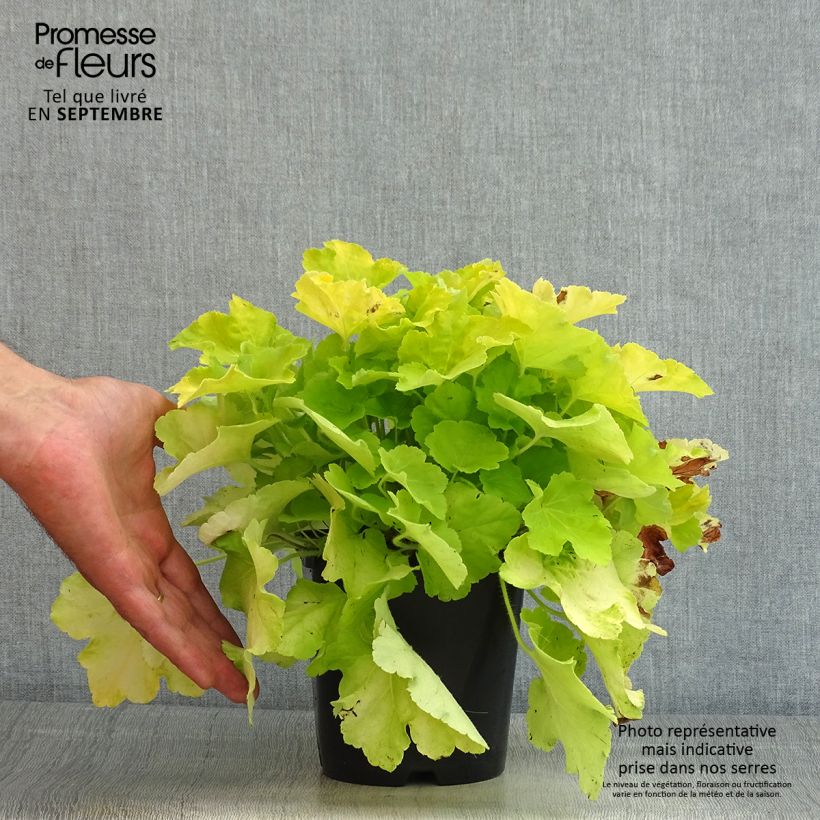 Esemplare di Heuchera Citronelle Vaso da 1,5L/2L consegnato in estate