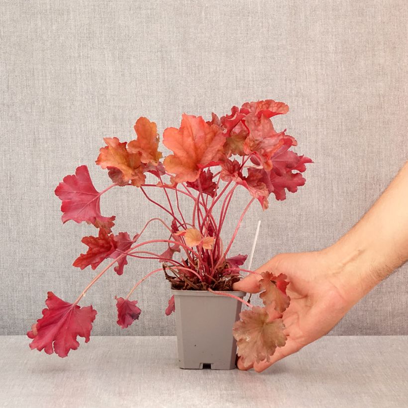 Esemplare di Heuchera Coral Sea Vasetto da 8/9 cm consegnato in estate