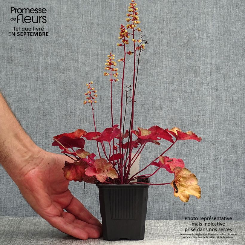 Esemplare di Heuchera Little Cutie Blondie Vasetto da 8/9 cm consegnato in estate