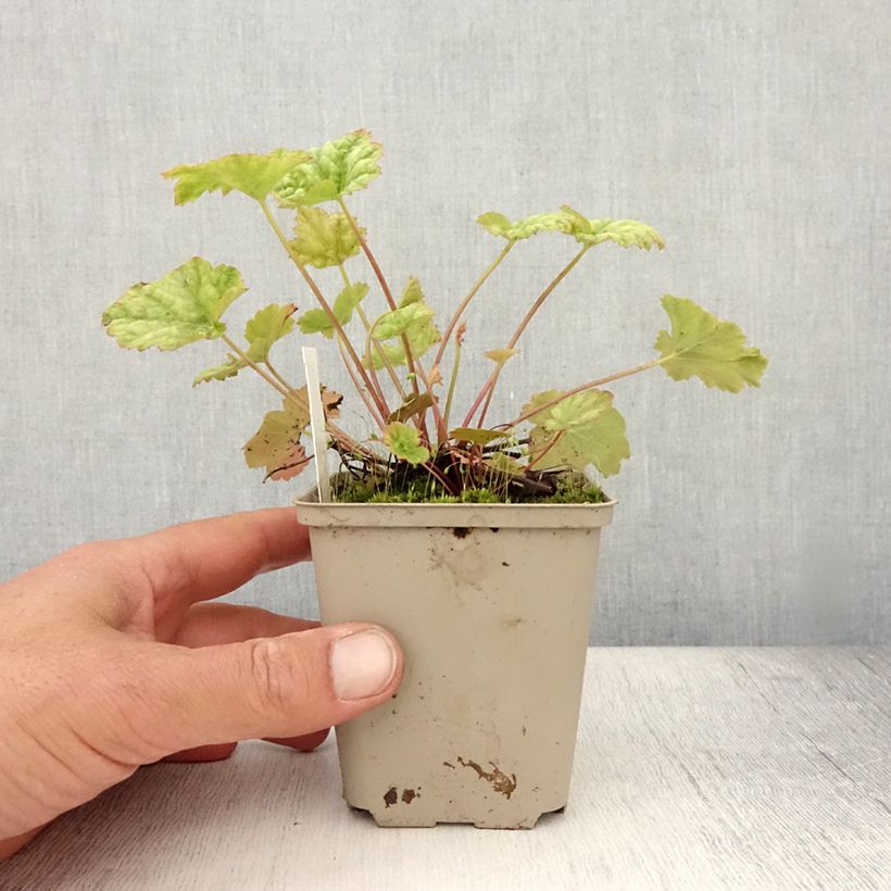 Esemplare di Heuchera Mint Frost Vasetto da 8/9 cm consegnato in estate
