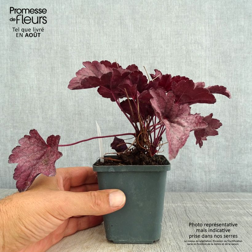 Esemplare di Heuchera Pink Panther Vasetto da 8/9 cm consegnato in estate