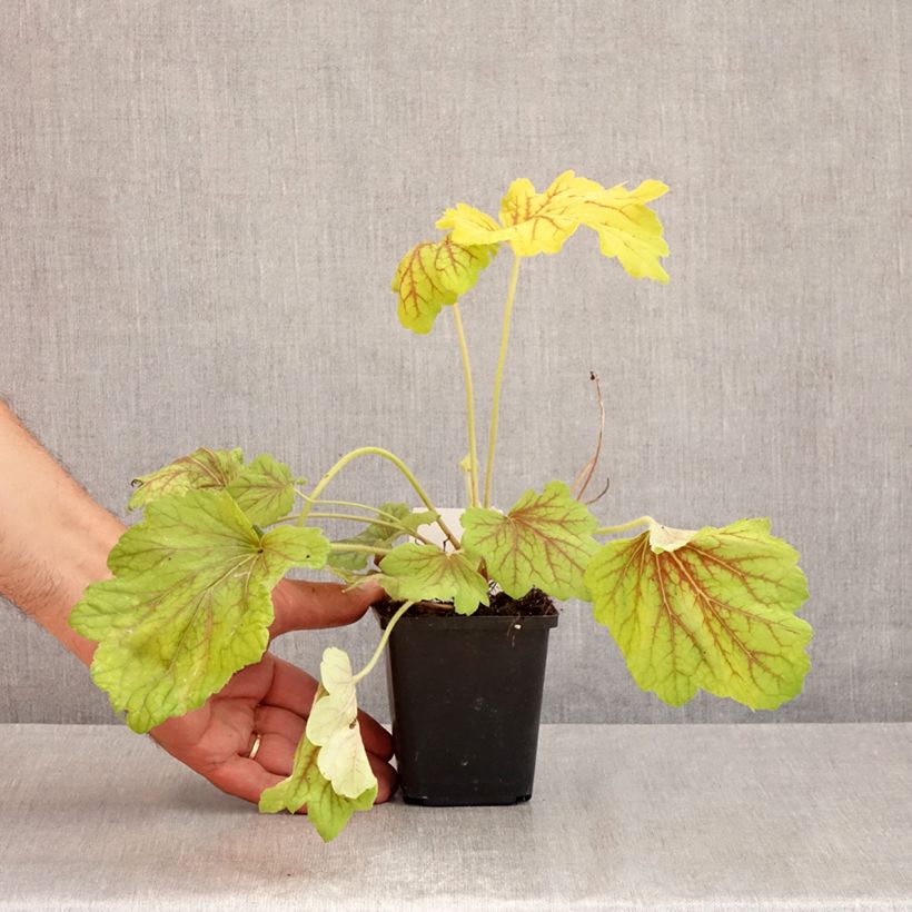 Esemplare di Heuchera Red Lightning Vasetto da 8/9 cm consegnato in estate