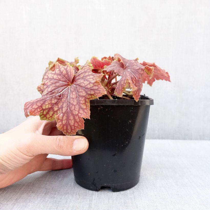 Heuchera Red Lightning Vaso da 1,5L/2L esemplare consegnato in inverno