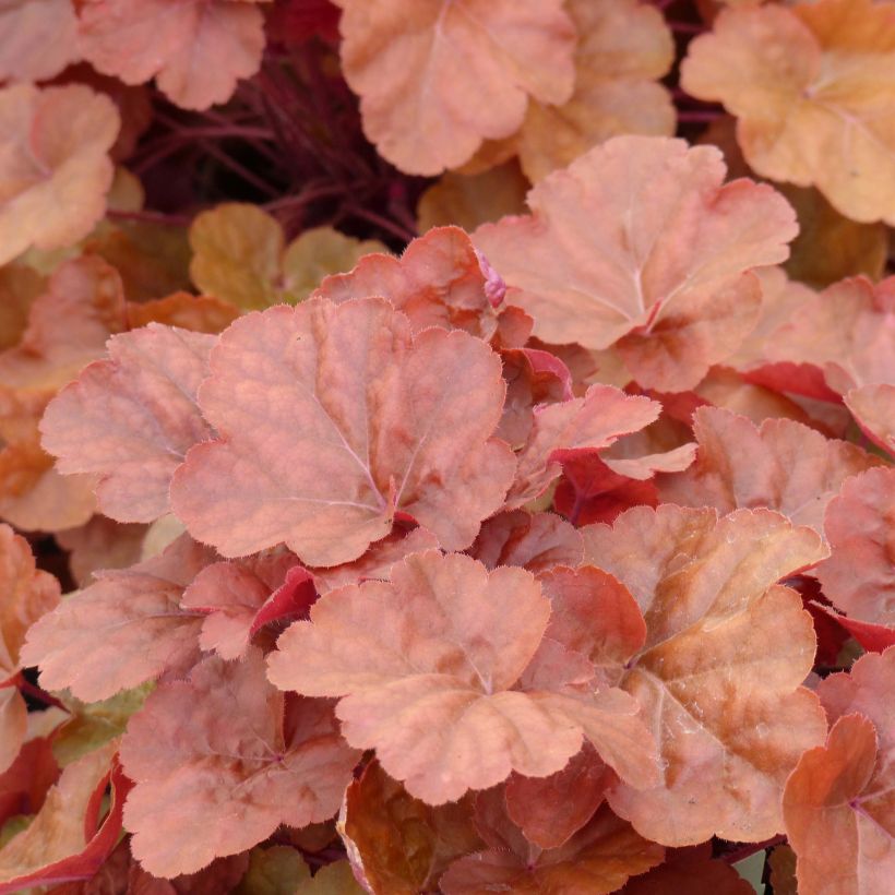 Heuchera Timeless Orange (Fogliame)