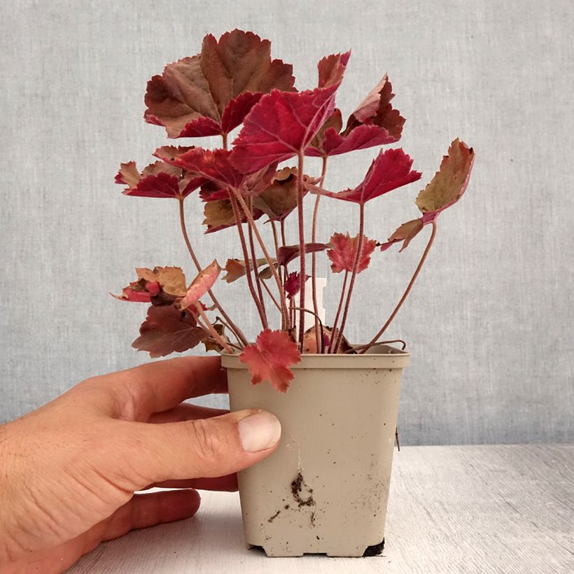 Esemplare di Heuchera XXL Vasetto da 8/9 cm consegnato in estate