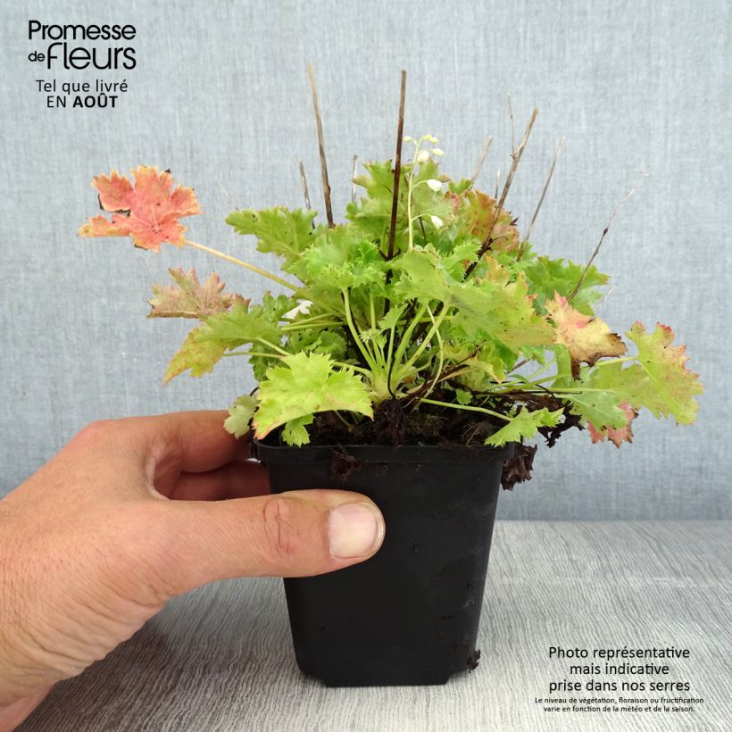 Esemplare di Heuchera Apple Crisp Vasetto da 8/9 cm consegnato in estate