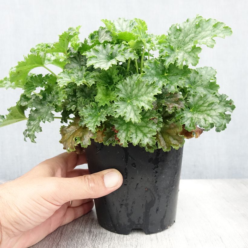 Esemplare di Heuchera Apple Crisp Vaso da 1L/1,5L consegnato in estate
