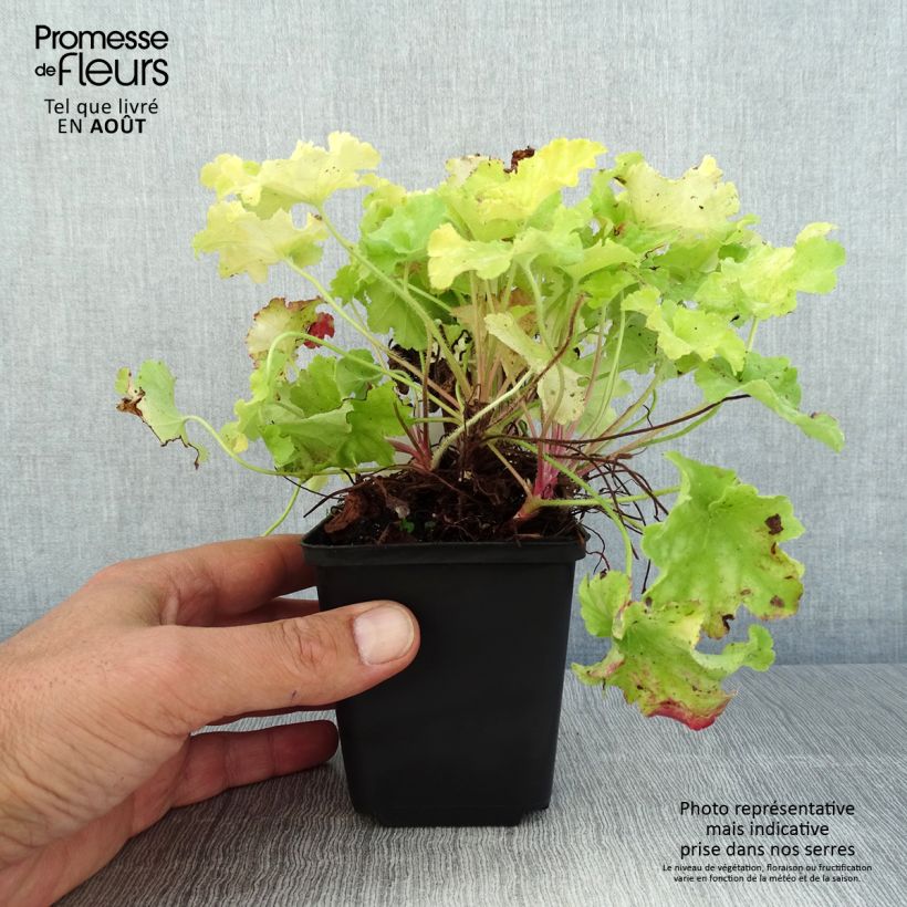 Esemplare di Heuchera Apple Twist Vasetto da 8/9 cm consegnato in estate