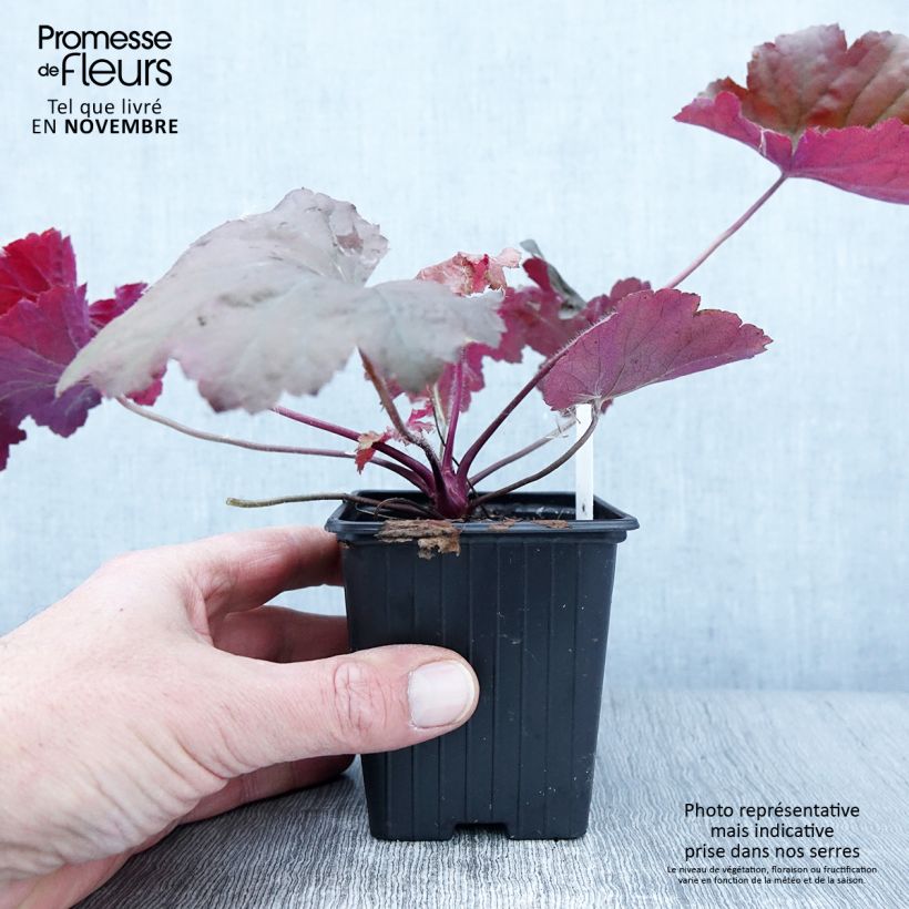 Esemplare di Heuchera Bloody Dinosaur Vasetto da 8/9 cm come consegnato in autunno