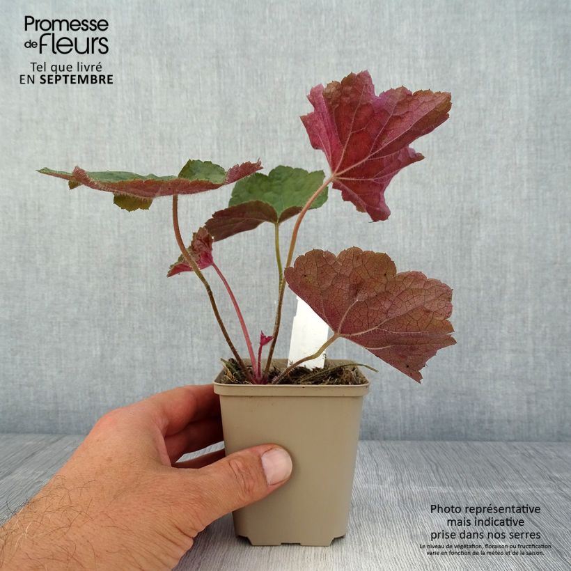 Esemplare di Heuchera Brownies Vasetto da 8/9 cm consegnato in estate