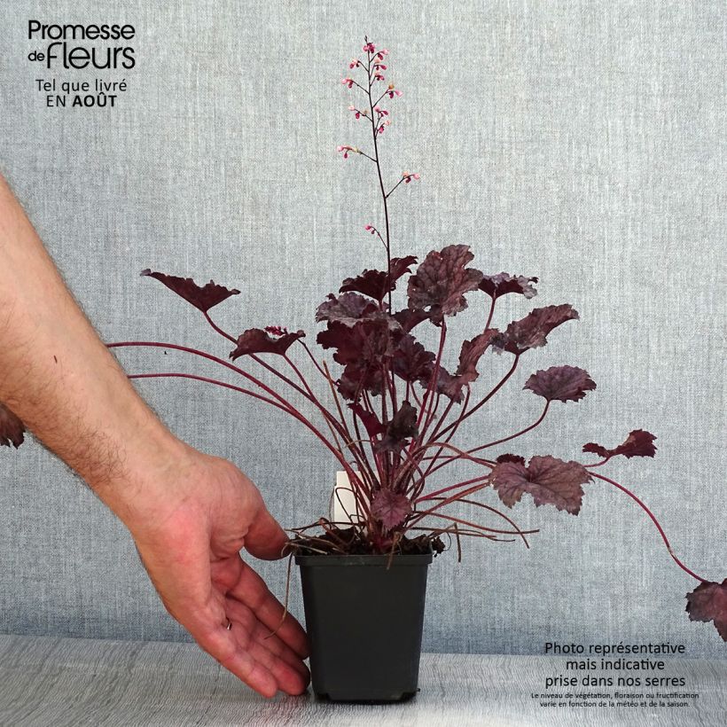 Esemplare di Heuchera Frosted Violet Vasetto da 8/9 cm consegnato in estate