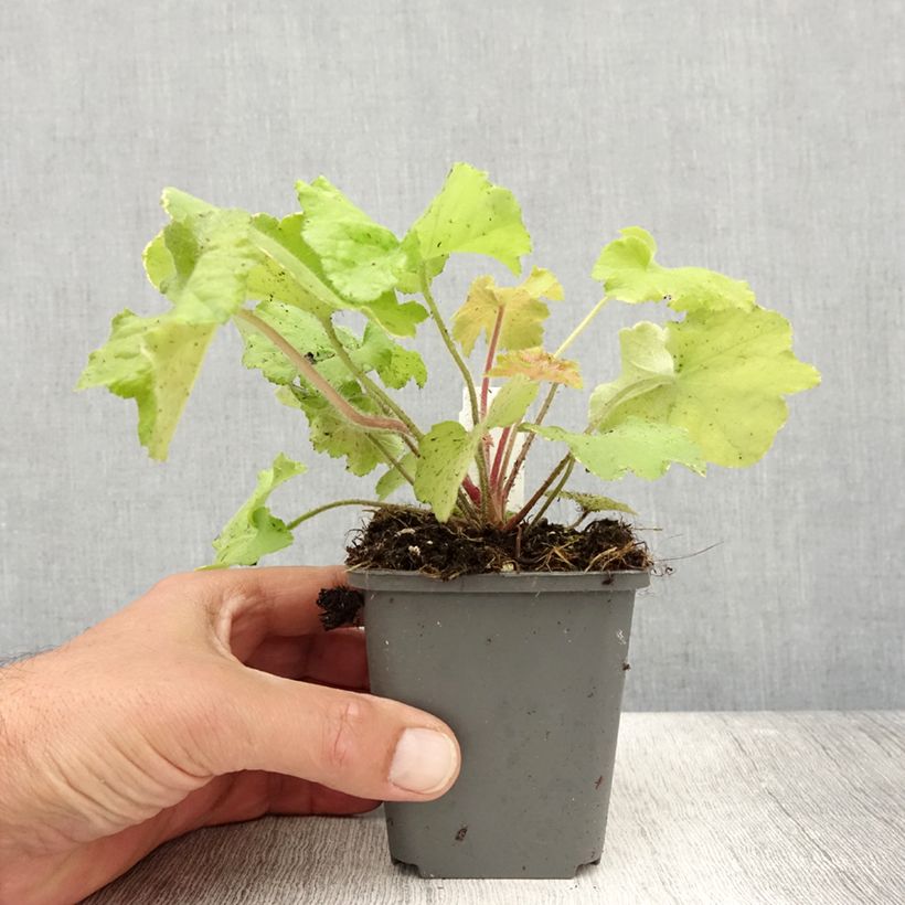 Esemplare di Heuchera Guacamole Vasetto da 8/9 cm consegnato in estate