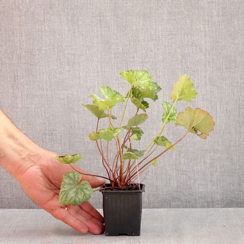 Esemplare di Heuchera americana Dale's Strain Vasetto da 8/9 cm consegnato in estate