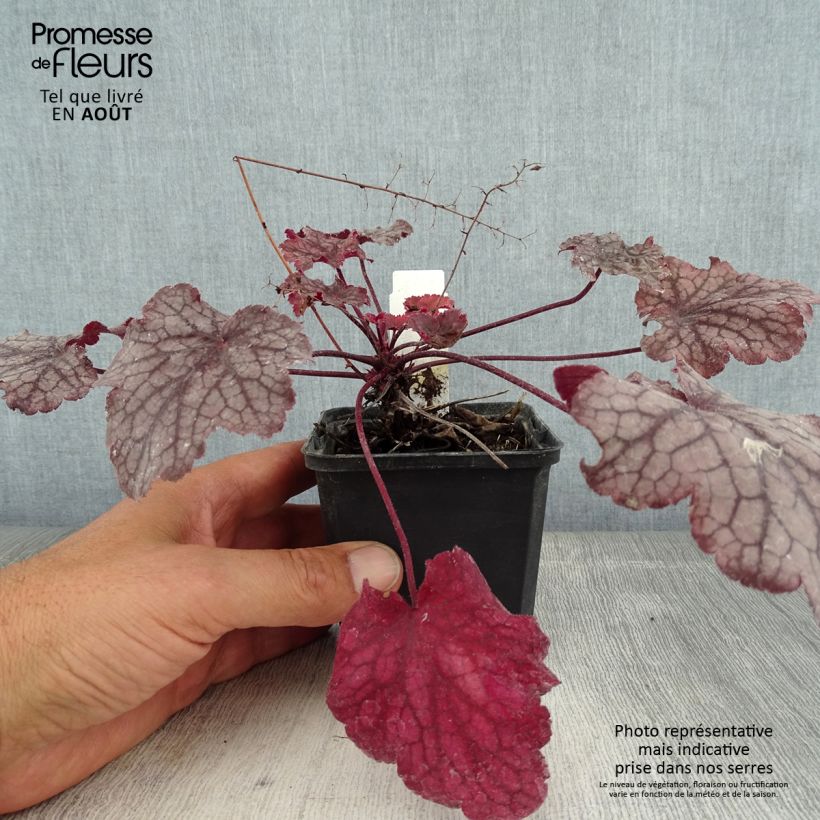 Esemplare di Heuchera Amethyst Myst Vasetto da 8/9 cm consegnato in estate