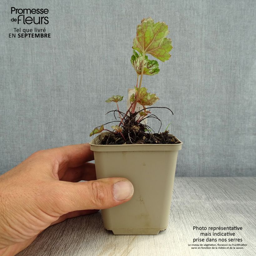 Esemplare di Heuchera Beauty Colour Vasetto da 8/9 cm consegnato in estate