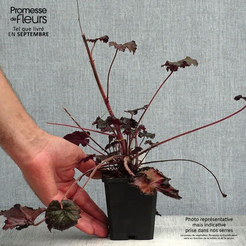Esemplare di Heuchera Binoche Vasetto da 8/9 cm consegnato in estate