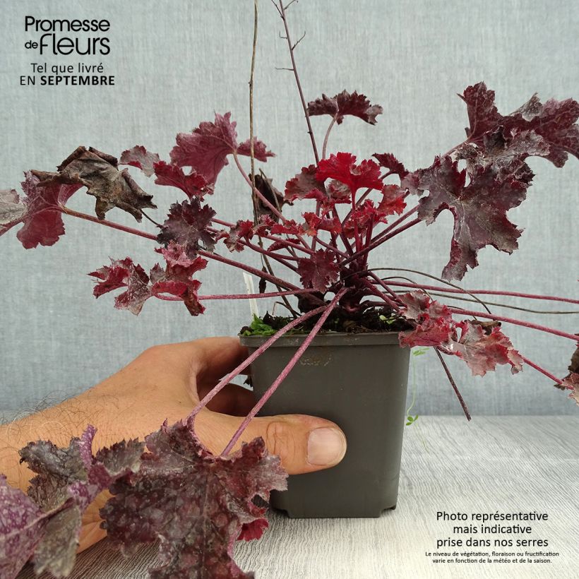 Esemplare di Heuchera Black Beauty Vasetto da 8/9 cm consegnato in estate