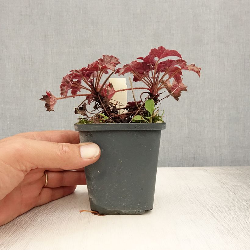 Esemplare di Heuchera Blackout Vasetto da 8/9 cm consegnato in estate